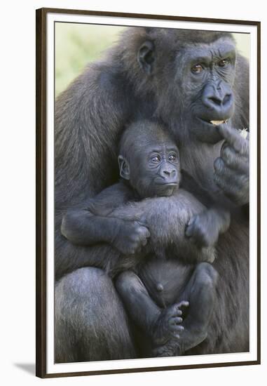 Gorilla-DLILLC-Framed Premium Photographic Print