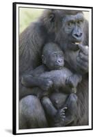 Gorilla-DLILLC-Framed Premium Photographic Print