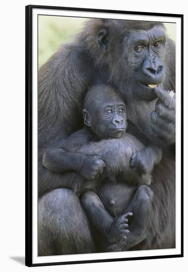 Gorilla-DLILLC-Framed Premium Photographic Print