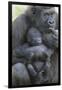 Gorilla-DLILLC-Framed Premium Photographic Print