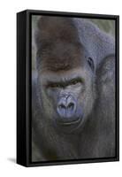 Gorilla-DLILLC-Framed Stretched Canvas