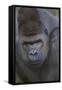 Gorilla-DLILLC-Framed Stretched Canvas