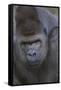 Gorilla-DLILLC-Framed Stretched Canvas