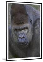 Gorilla-DLILLC-Framed Premium Photographic Print