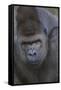 Gorilla-DLILLC-Framed Stretched Canvas