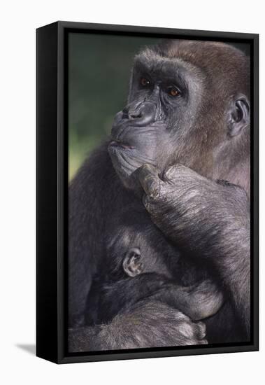 Gorilla-DLILLC-Framed Stretched Canvas