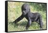 Gorilla-DLILLC-Framed Stretched Canvas