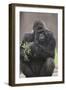 Gorilla-DLILLC-Framed Premium Photographic Print