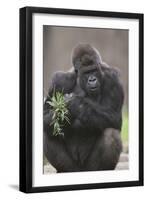 Gorilla-DLILLC-Framed Premium Photographic Print