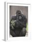 Gorilla-DLILLC-Framed Premium Photographic Print