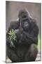 Gorilla-DLILLC-Mounted Premium Photographic Print