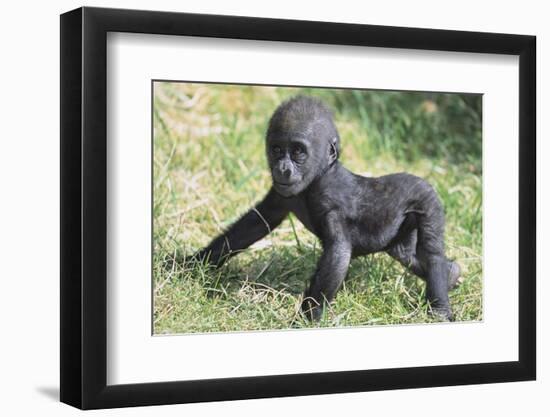 Gorilla-DLILLC-Framed Premium Photographic Print