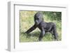 Gorilla-DLILLC-Framed Premium Photographic Print