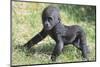 Gorilla-DLILLC-Mounted Premium Photographic Print
