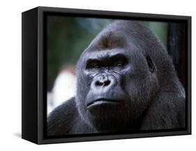 Gorilla-null-Framed Stretched Canvas