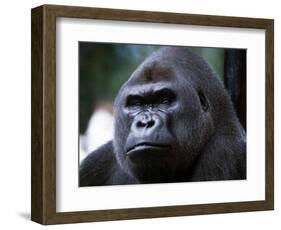 Gorilla-null-Framed Photographic Print