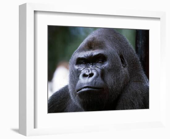 Gorilla-null-Framed Photographic Print