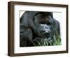 Gorilla-null-Framed Photographic Print