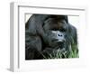 Gorilla-null-Framed Photographic Print