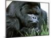 Gorilla-null-Mounted Photographic Print