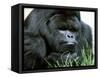 Gorilla-null-Framed Stretched Canvas