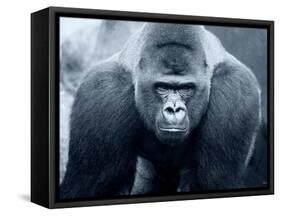 Gorilla-Gordon Semmens-Framed Stretched Canvas