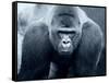 Gorilla-Gordon Semmens-Framed Stretched Canvas