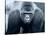 Gorilla-Gordon Semmens-Stretched Canvas