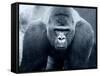 Gorilla-Gordon Semmens-Framed Stretched Canvas