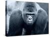 Gorilla-Gordon Semmens-Stretched Canvas