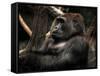 Gorilla-Stephen Arens-Framed Stretched Canvas