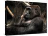 Gorilla-Stephen Arens-Stretched Canvas