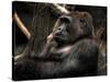 Gorilla-Stephen Arens-Stretched Canvas