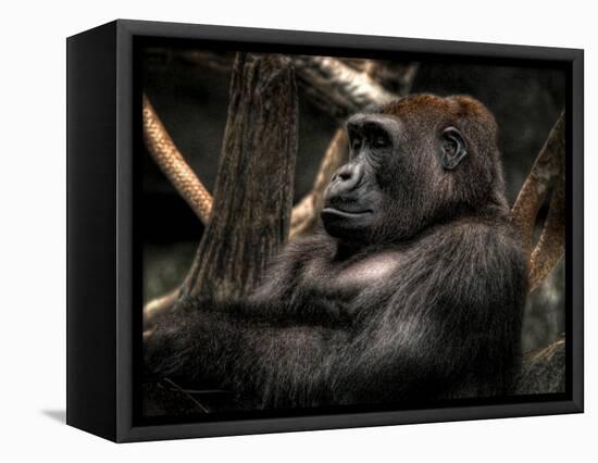 Gorilla-Stephen Arens-Framed Stretched Canvas