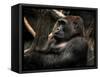 Gorilla-Stephen Arens-Framed Stretched Canvas