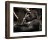 Gorilla-Stephen Arens-Framed Photographic Print