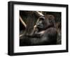 Gorilla-Stephen Arens-Framed Photographic Print