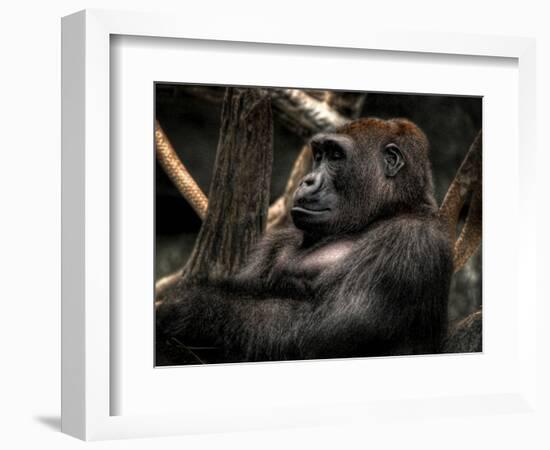 Gorilla-Stephen Arens-Framed Photographic Print