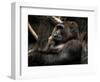 Gorilla-Stephen Arens-Framed Photographic Print