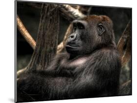 Gorilla-Stephen Arens-Mounted Photographic Print