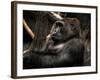 Gorilla-Stephen Arens-Framed Photographic Print