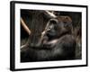 Gorilla-Stephen Arens-Framed Photographic Print
