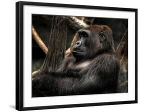 Gorilla-Stephen Arens-Framed Photographic Print