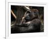 Gorilla-Stephen Arens-Framed Photographic Print