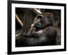 Gorilla-Stephen Arens-Framed Photographic Print