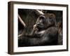 Gorilla-Stephen Arens-Framed Photographic Print