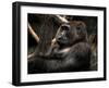 Gorilla-Stephen Arens-Framed Photographic Print