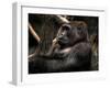 Gorilla-Stephen Arens-Framed Photographic Print