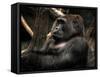 Gorilla-Stephen Arens-Framed Stretched Canvas