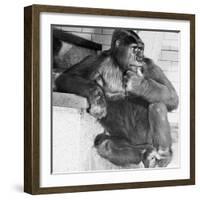 Gorilla-Sam Dunton-Framed Photographic Print